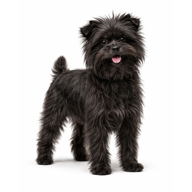 Affenpinscher