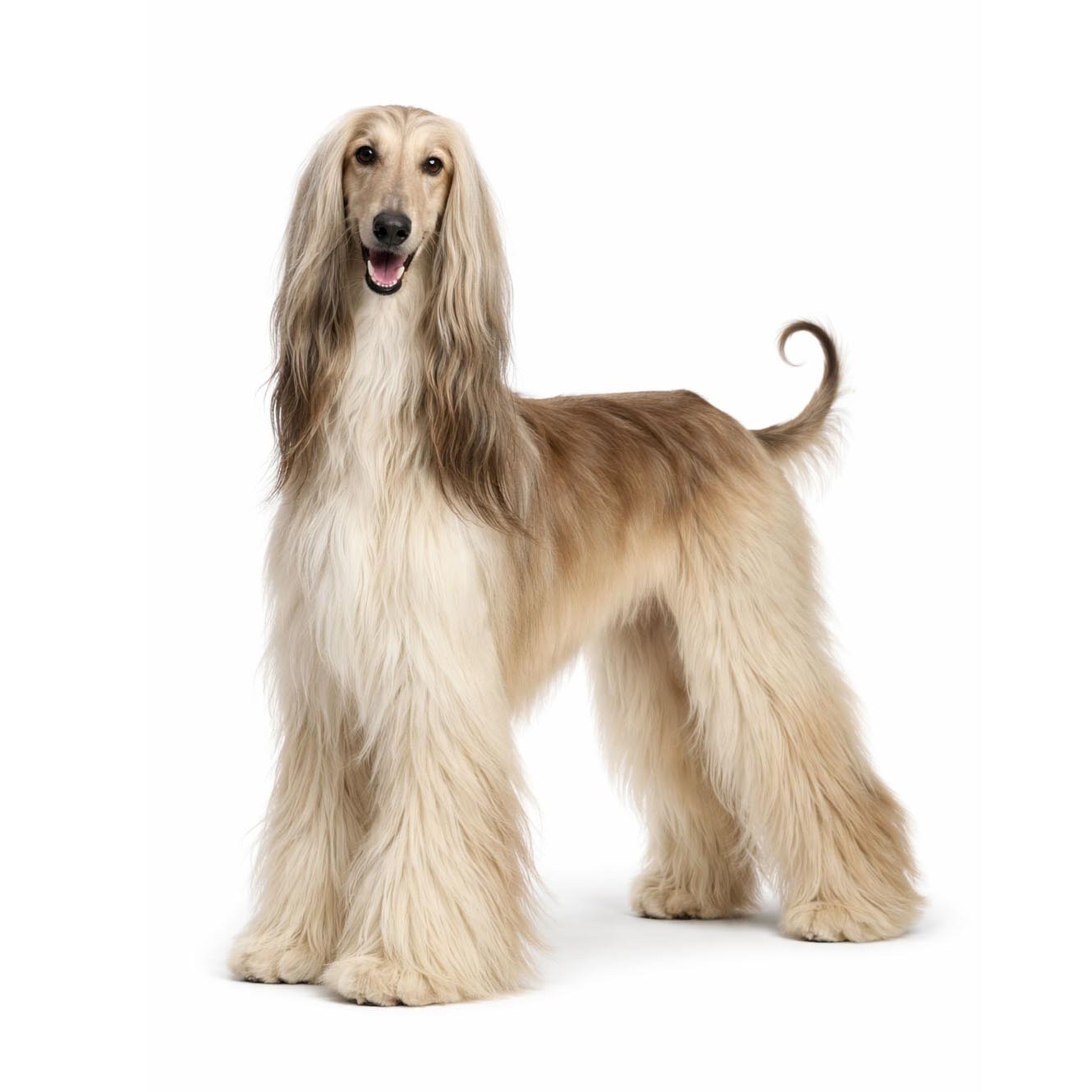 Afghanischer Windhund