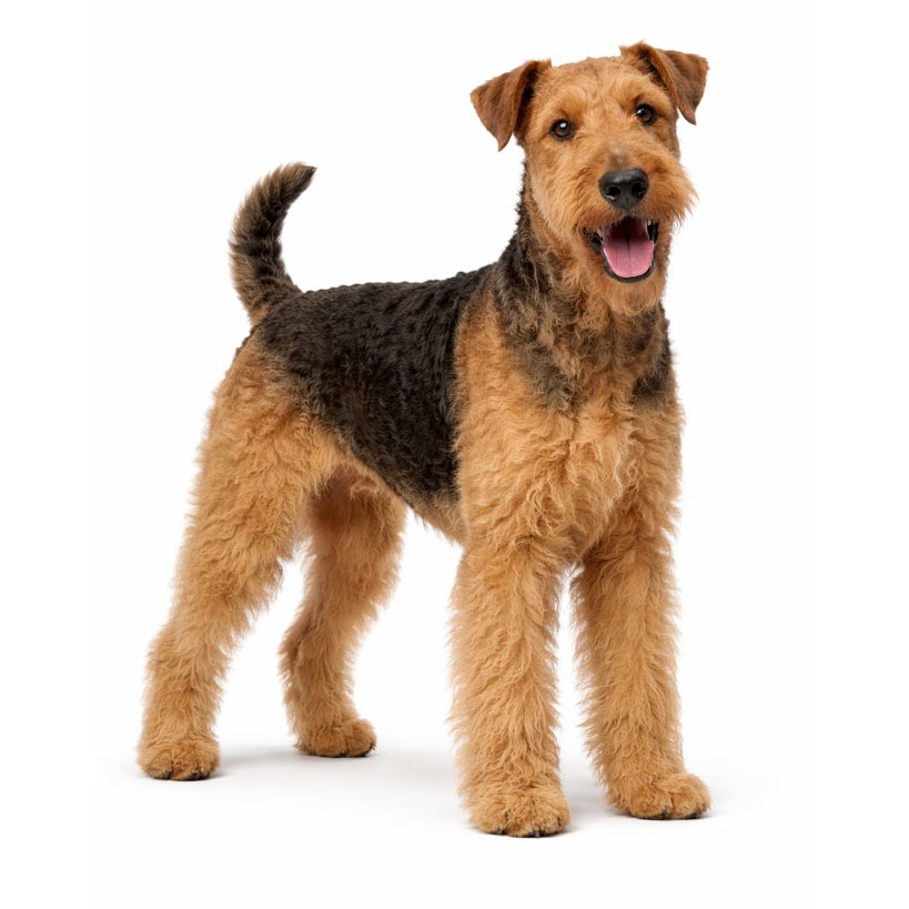 Airedale Terrier