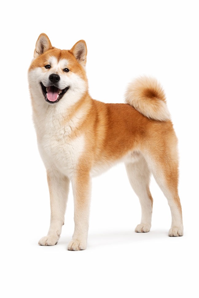 Akita