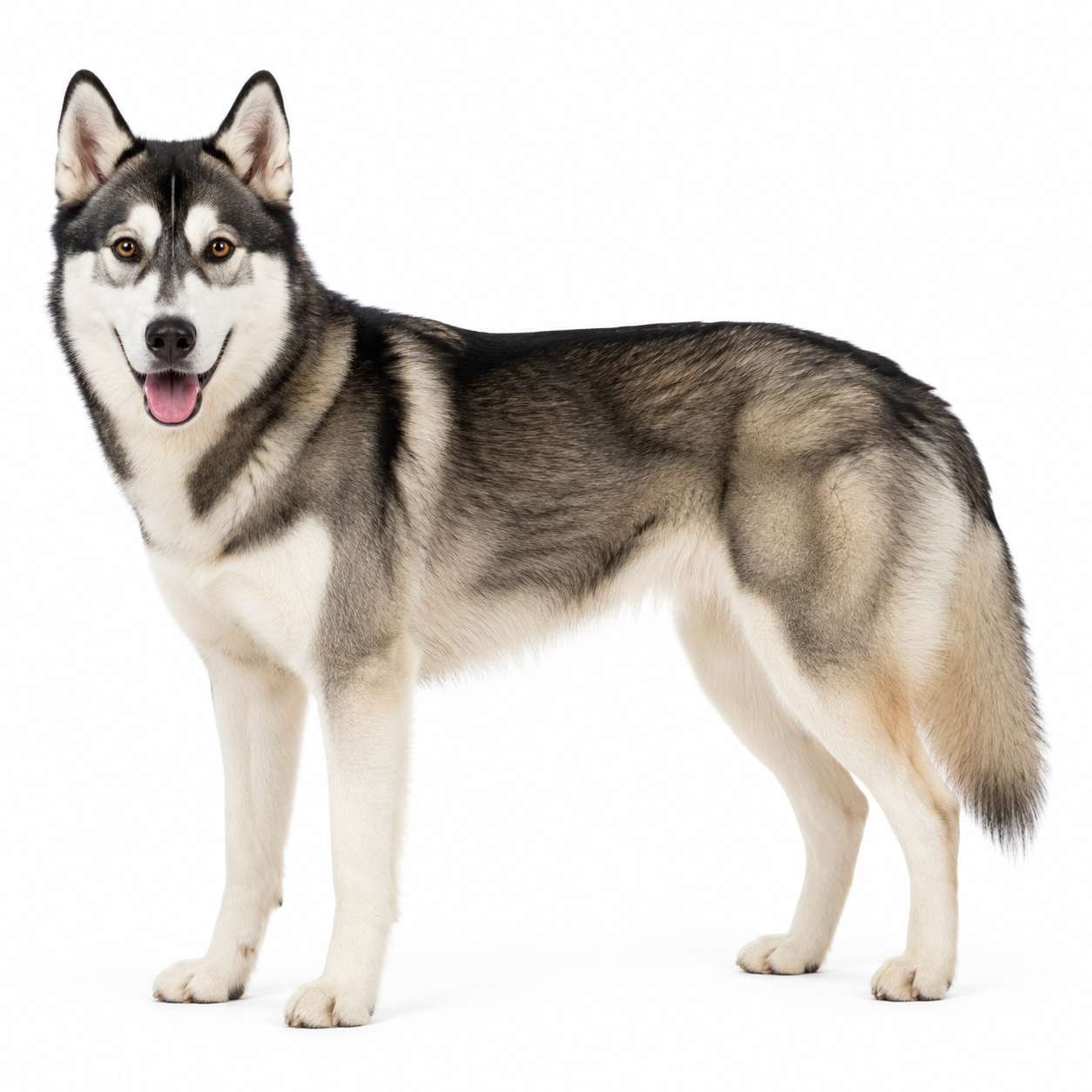 Alaskan Husky