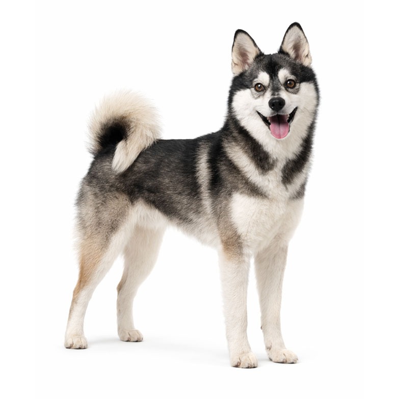 Alaskan Klee Kai
