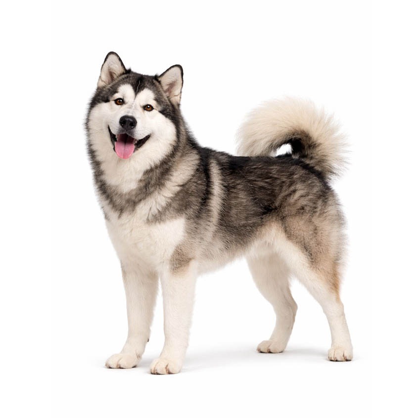 Alaskan Malamute