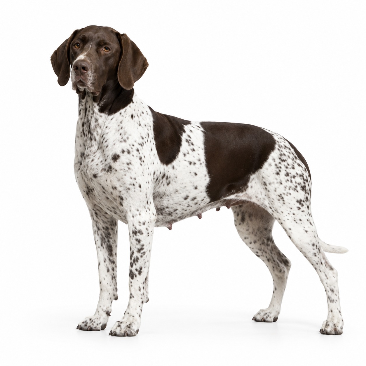 Altdänischer Vorstehhund