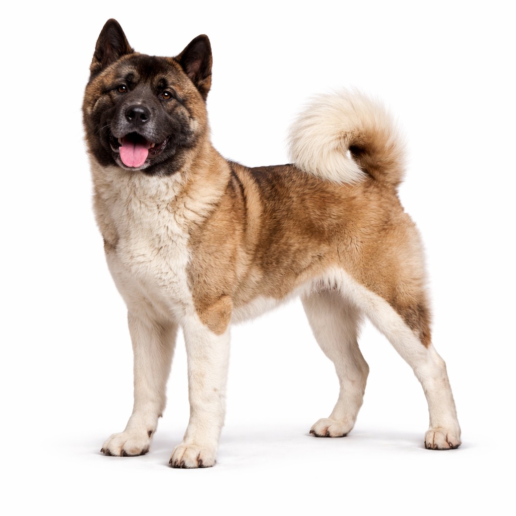 American Akita