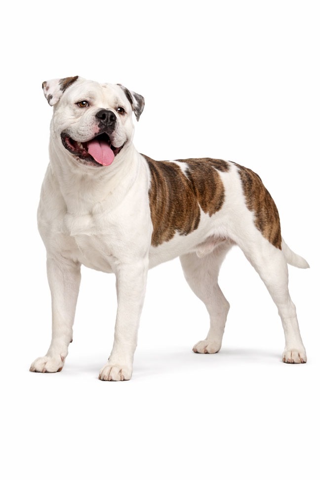 American Bulldog