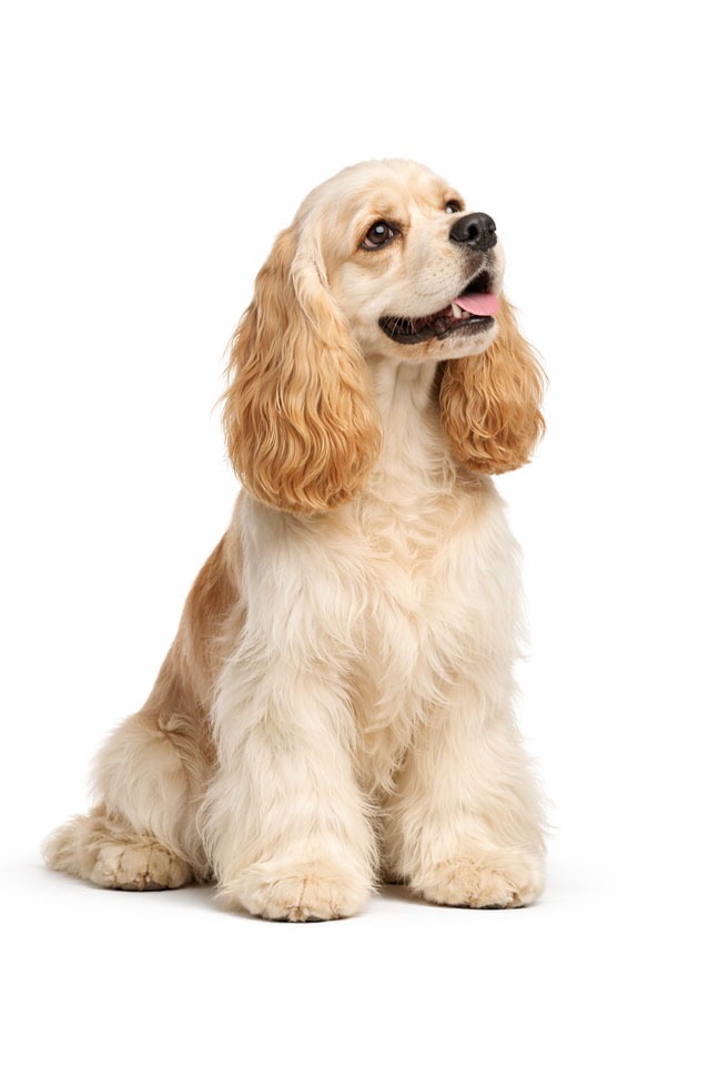 American Cocker Spaniel