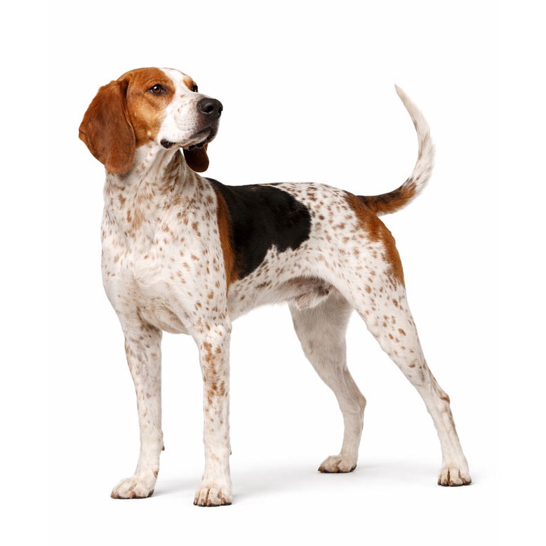 American English Coonhound