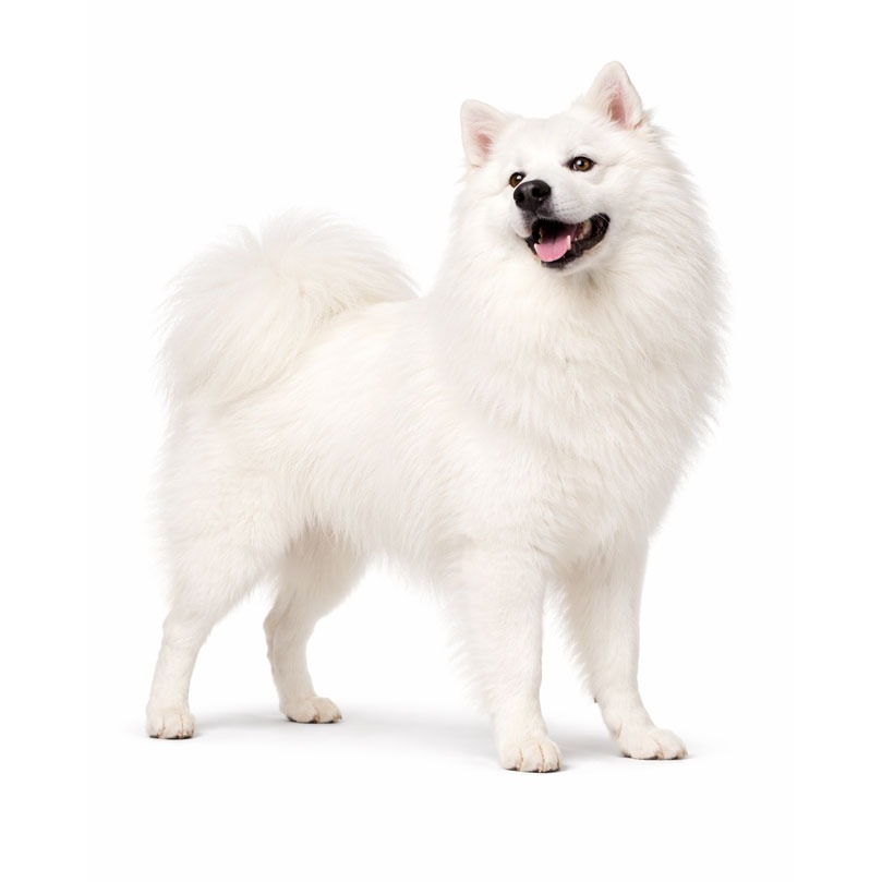 American Eskimo Dog