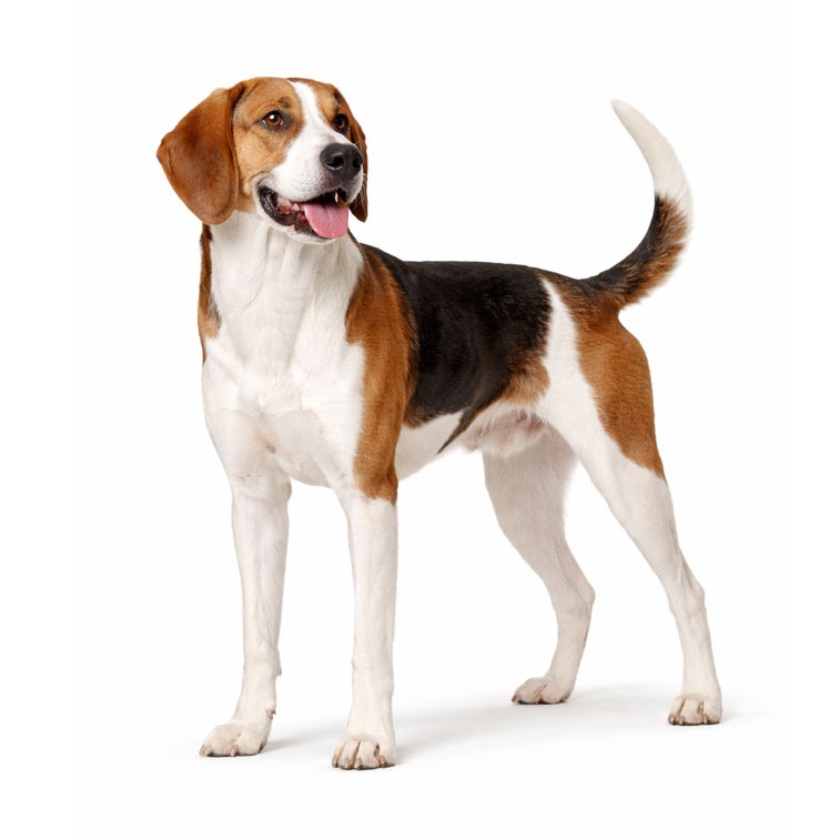 American Foxhound