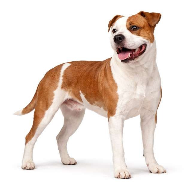 American Staffordshire Terrier