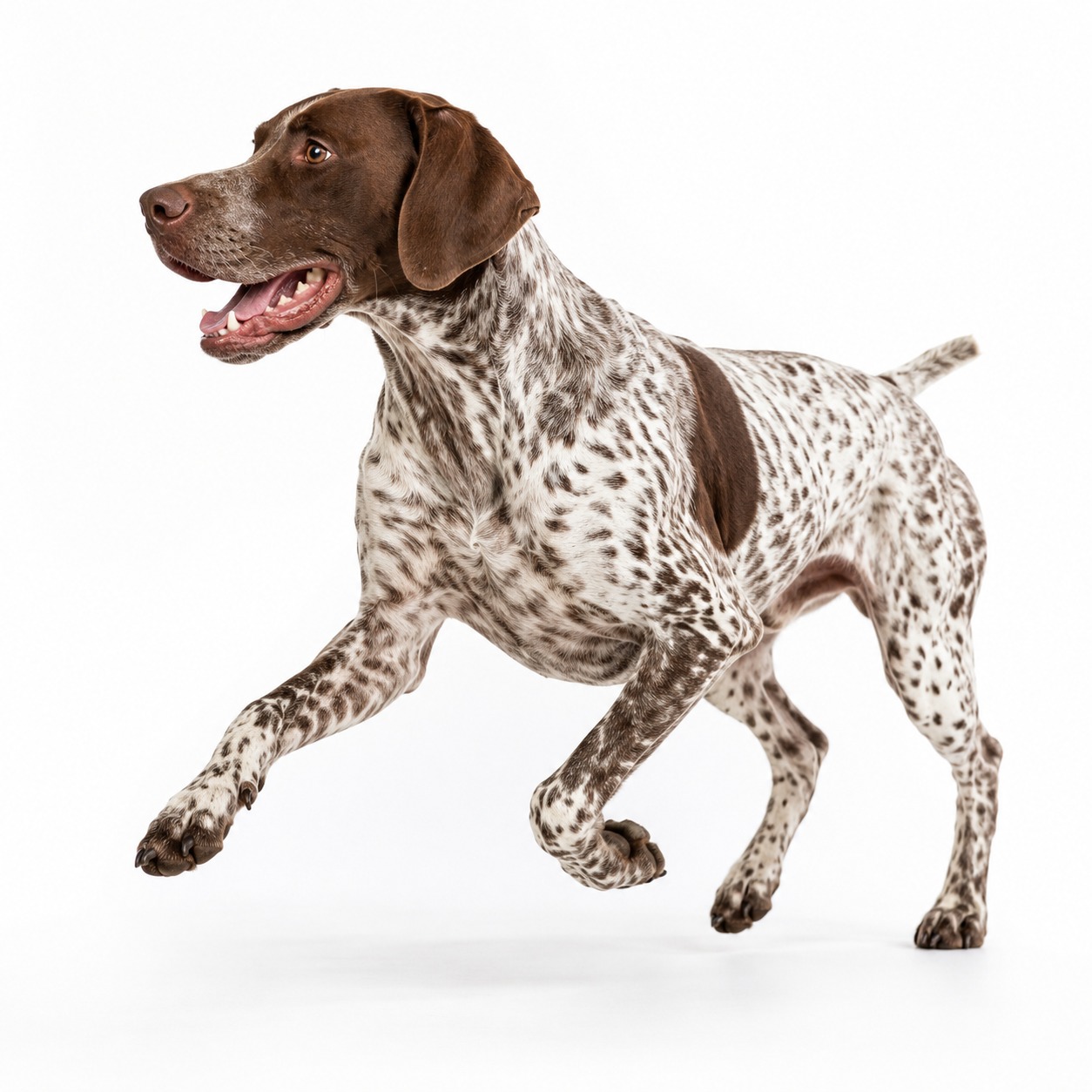 American Field Pointer