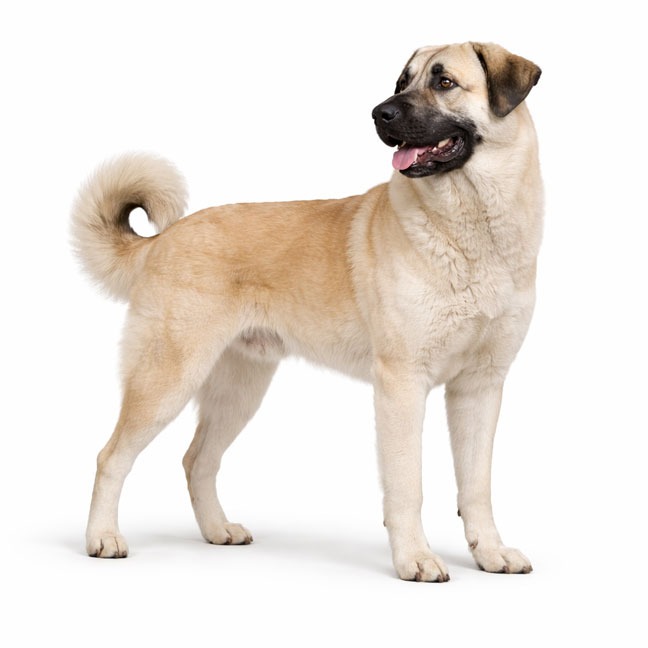 Anatolischer Hirtenhund