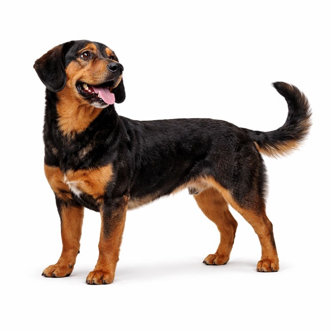 Appenzeller Sennenhund