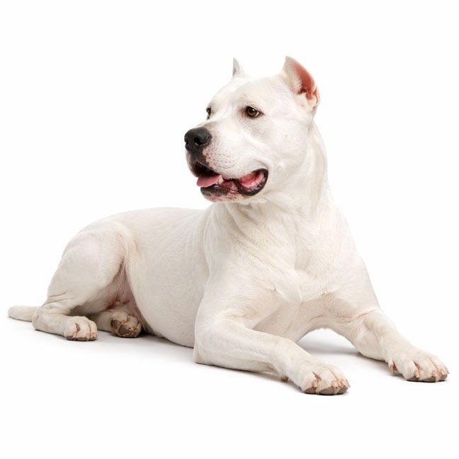 Dogo Argentino