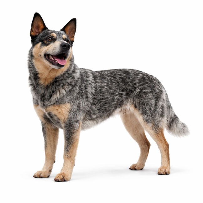 Australian Cattle Dog