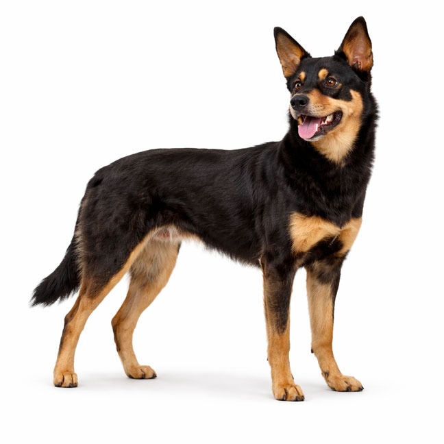 Australian Kelpie
