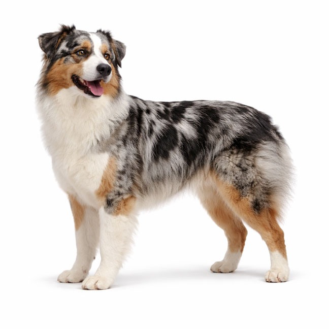 Australian Shepherd