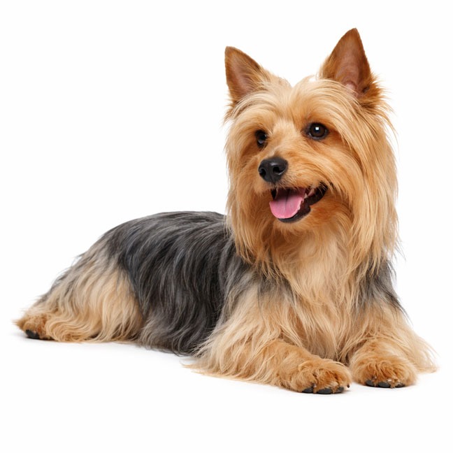 Australian Silky Terrier