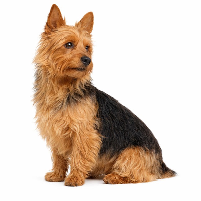 Australian Terrier