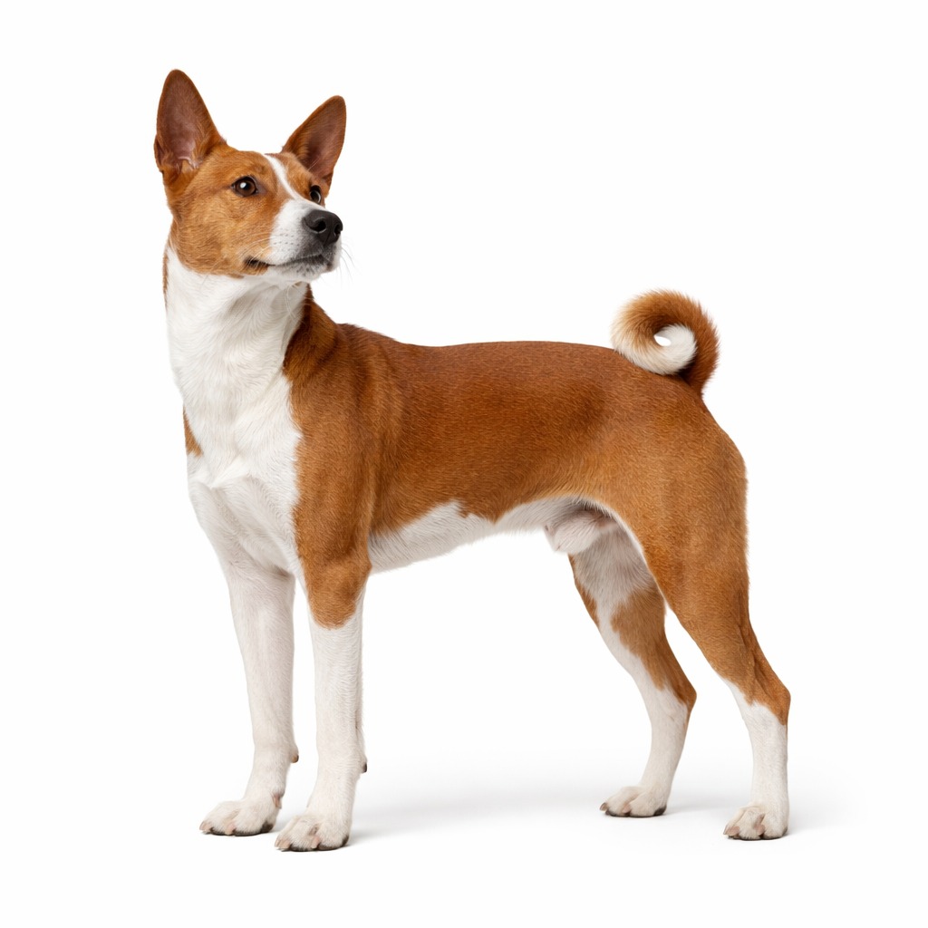 Basenji