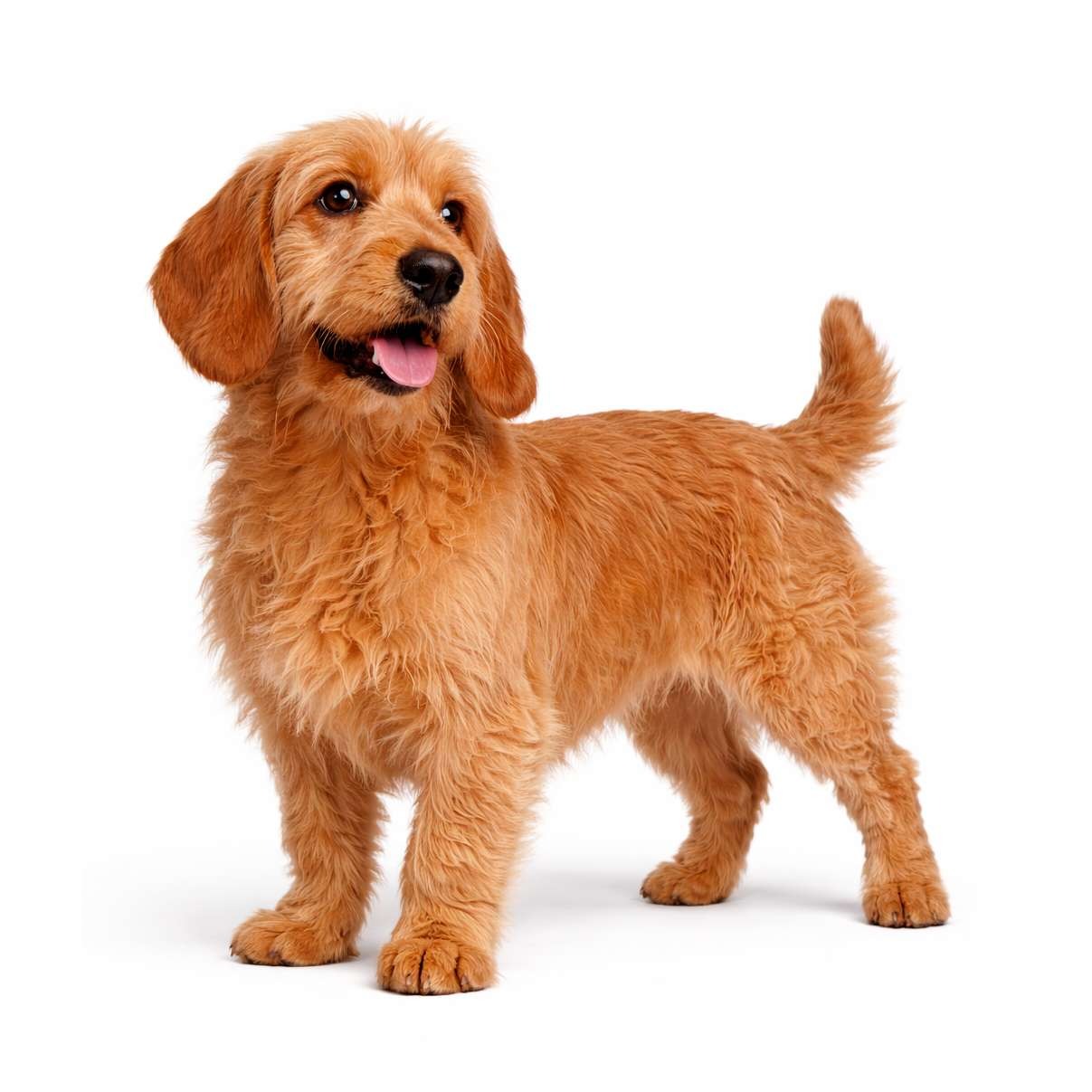Basset Fauve de Bretagne