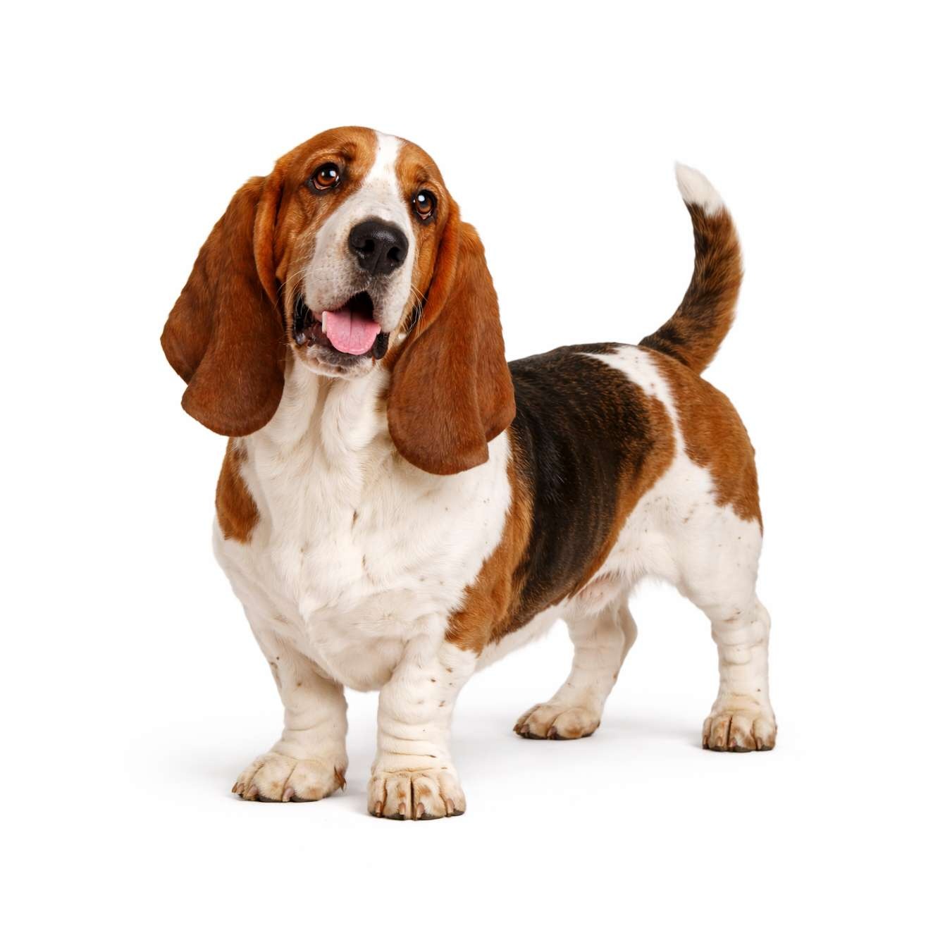 Basset