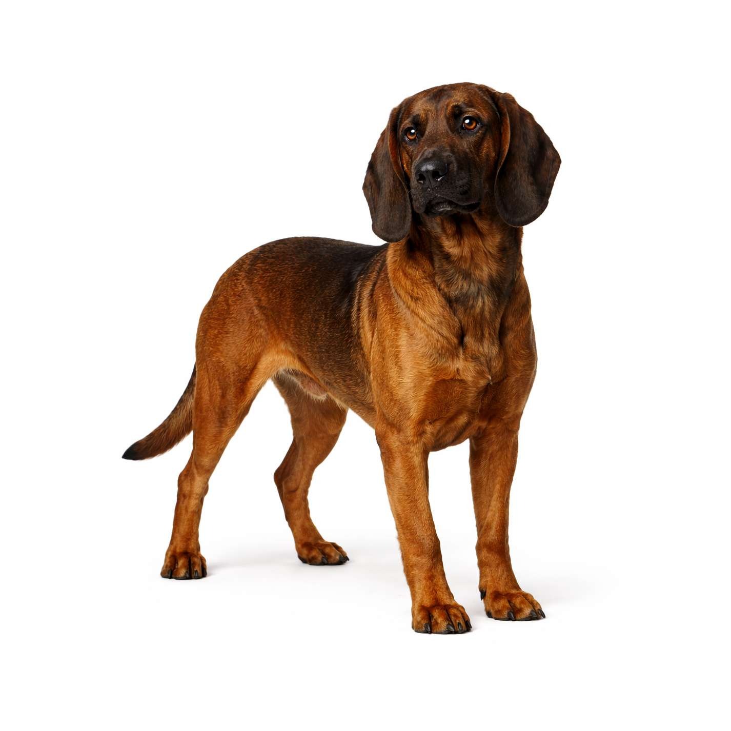 Bayerischer Gebirgsschweißhund