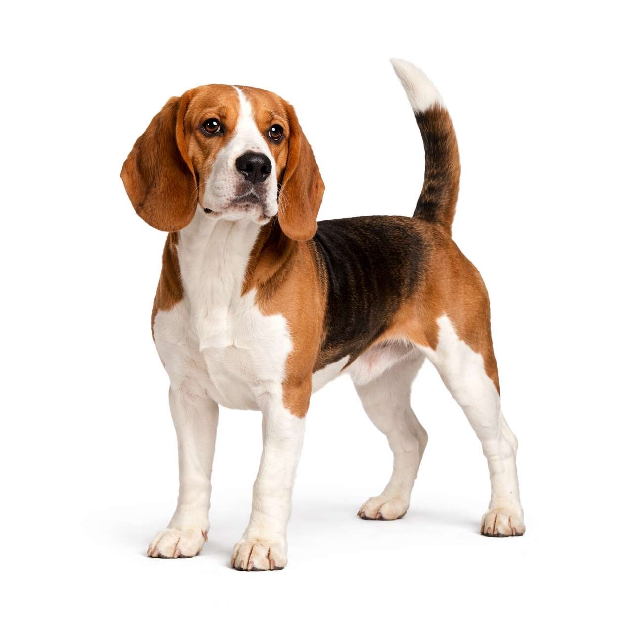 Beagle