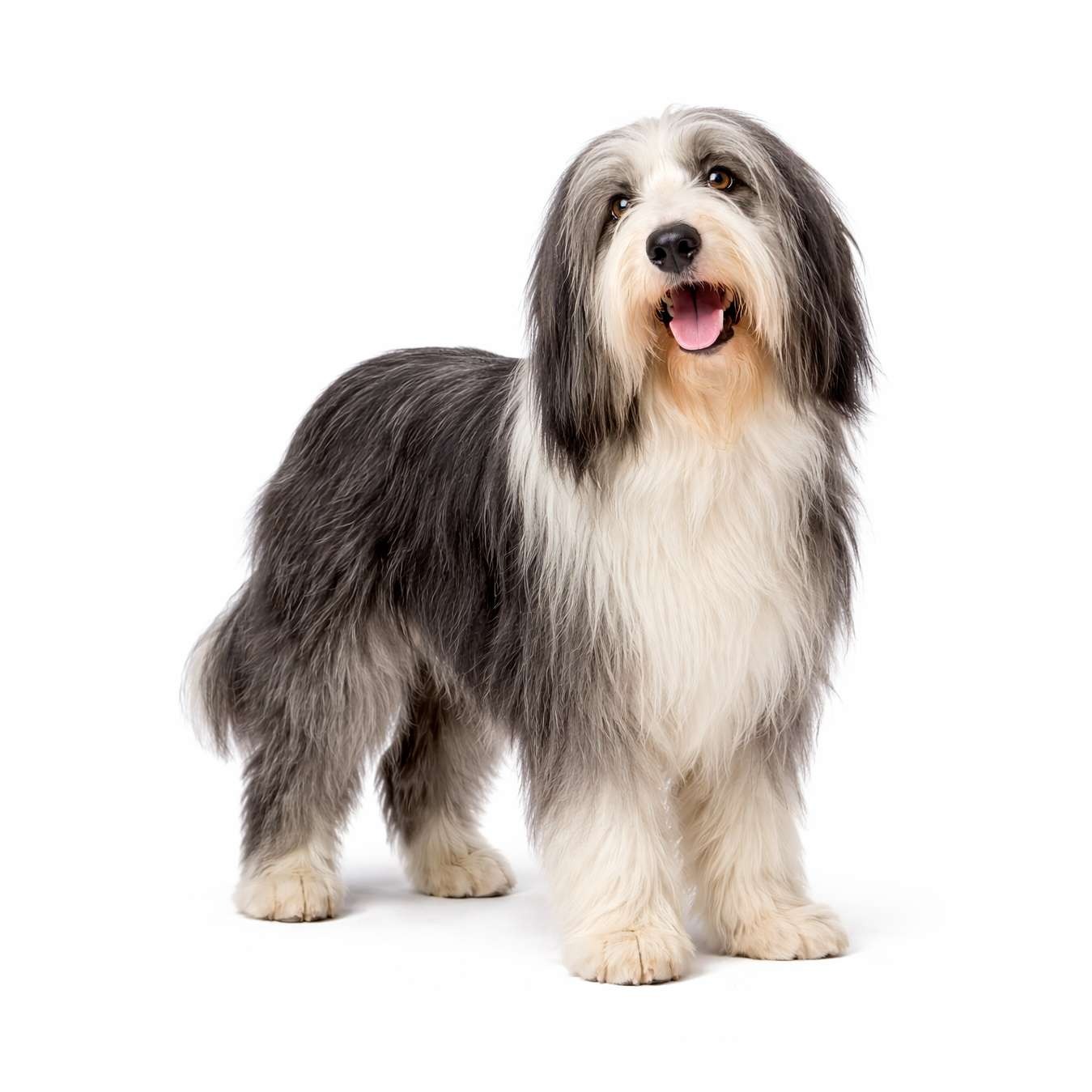 Bearded Collie