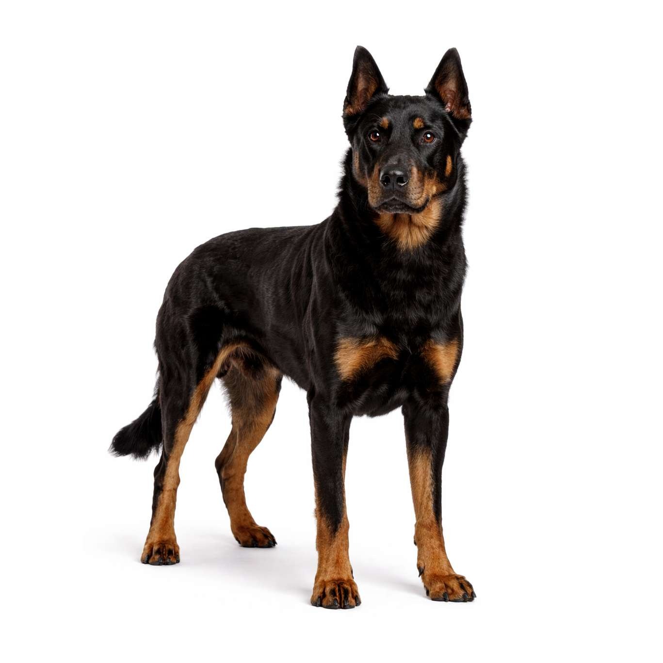 Beauceron