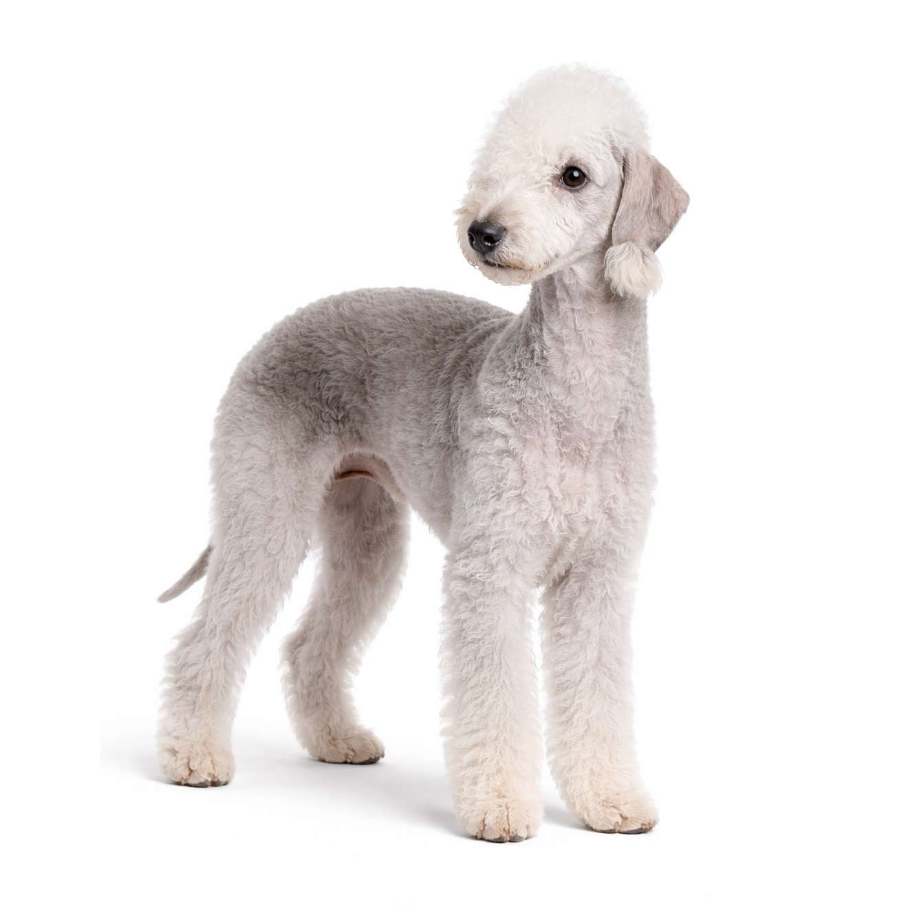 Bedlington Terrier