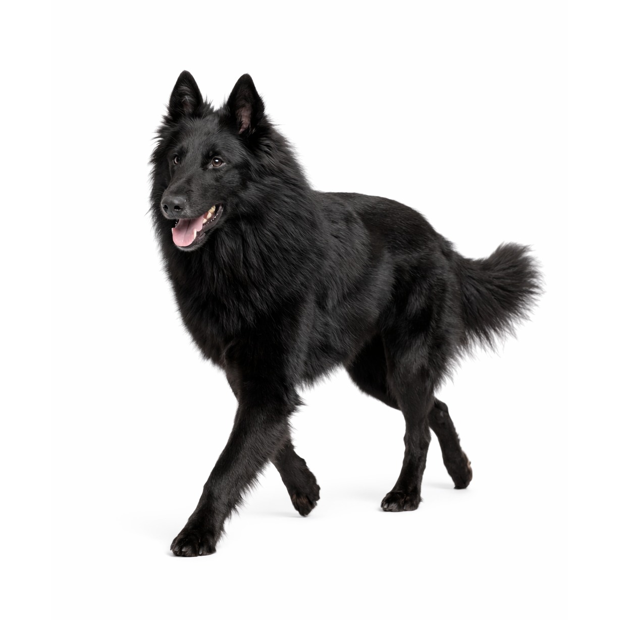 Belgischer Groenendael