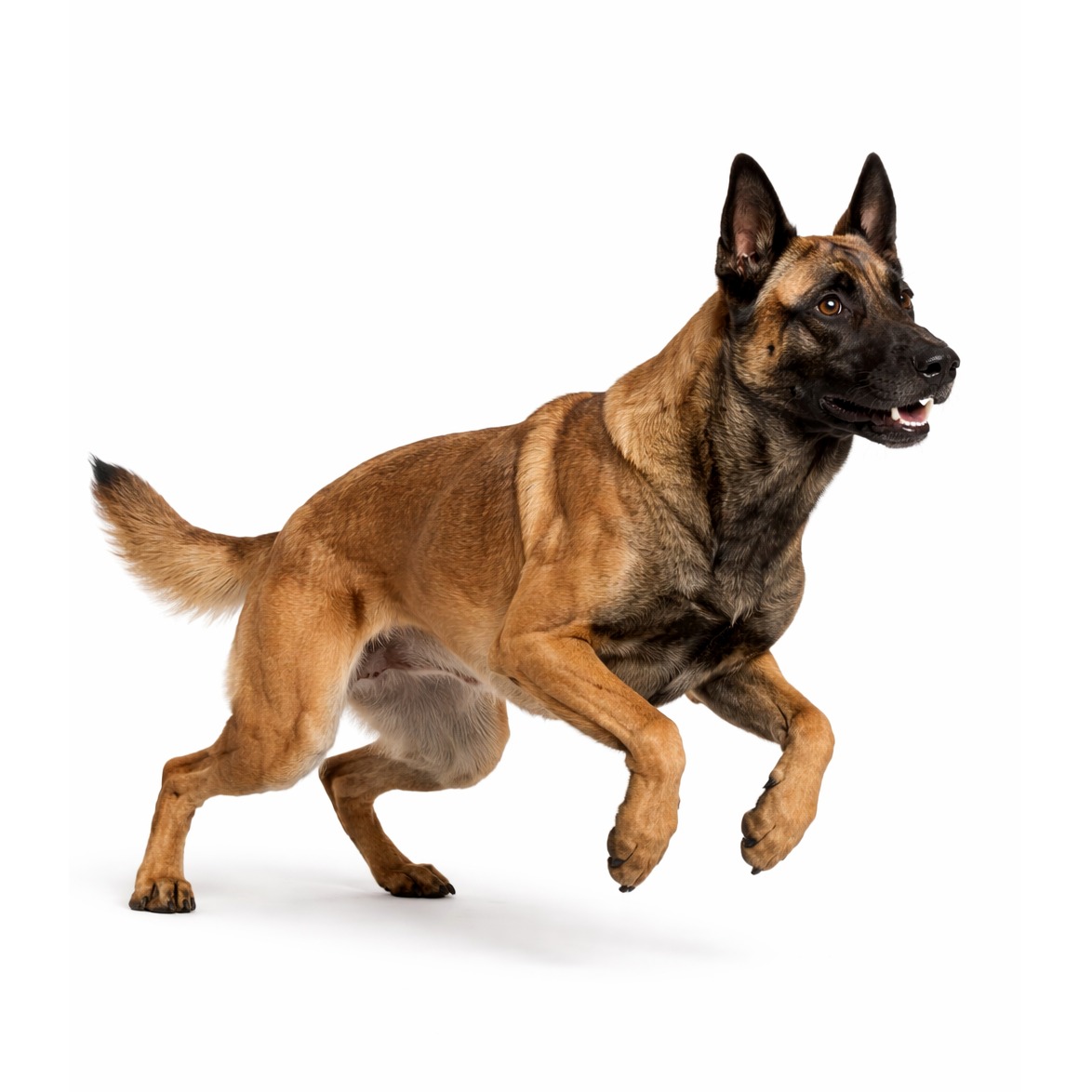 Belgischer Malinois