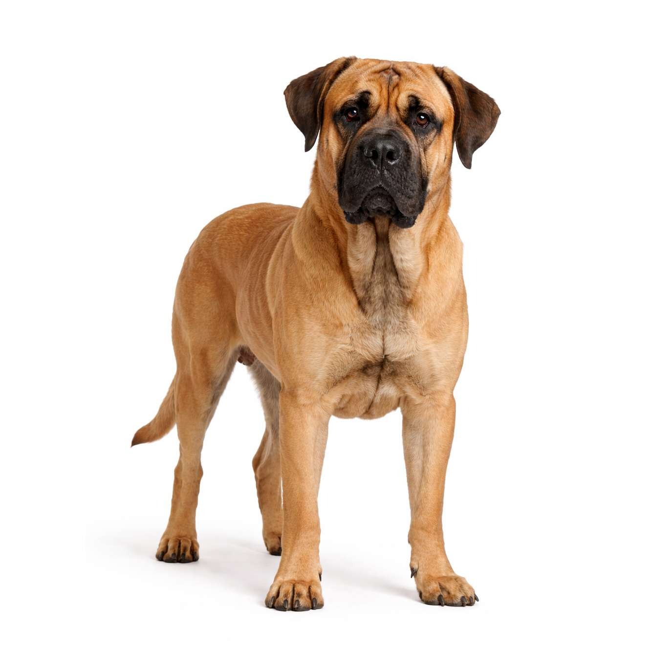 Belgischer Mastiff