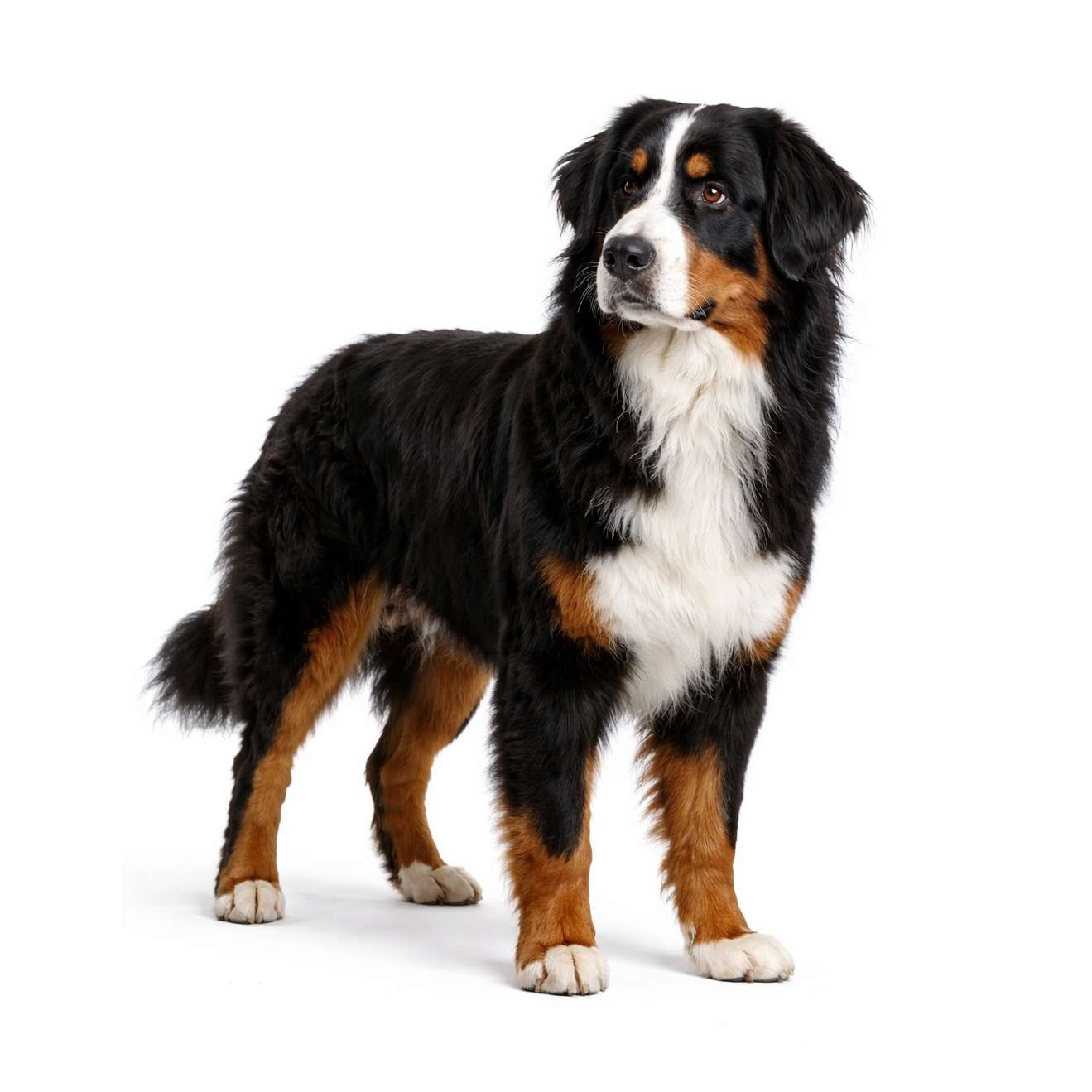 Berner Sennenhund