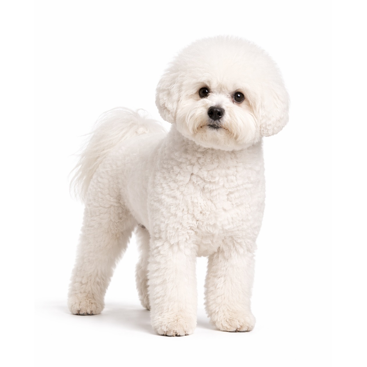 Bichon Frisé
