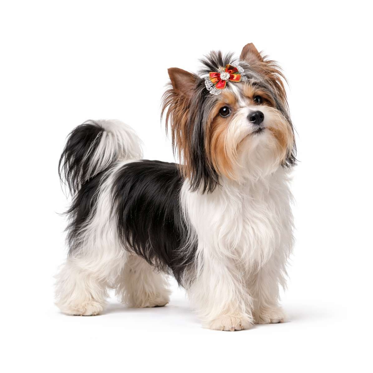 Biewer Terrier