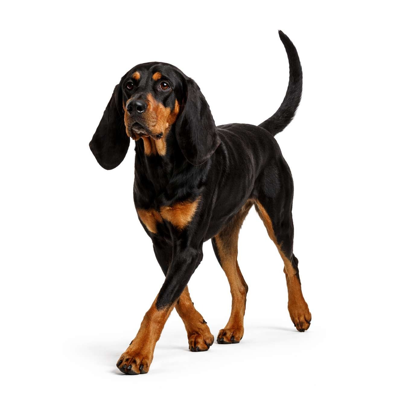 Black and Tan Coonhound
