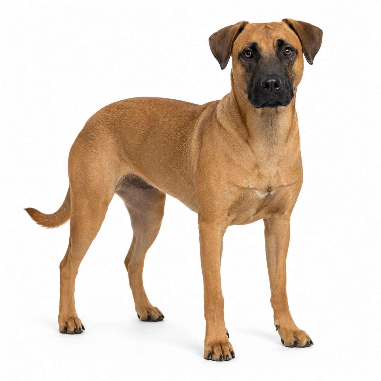 Black Mouth Cur