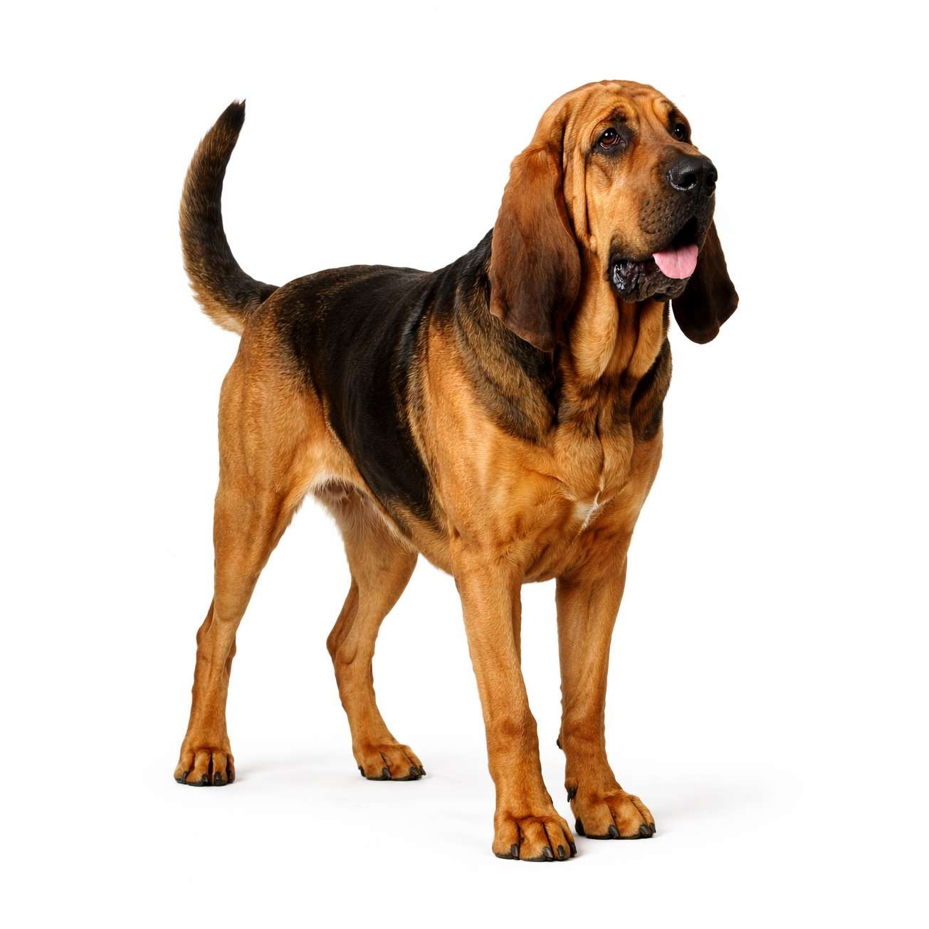 Bloodhound