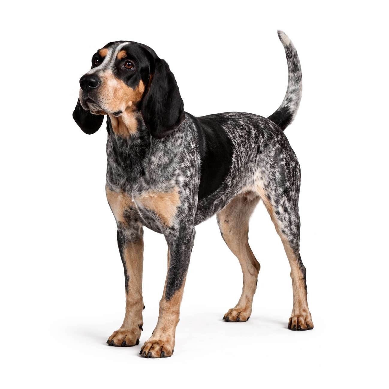 Bluetick Coonhound