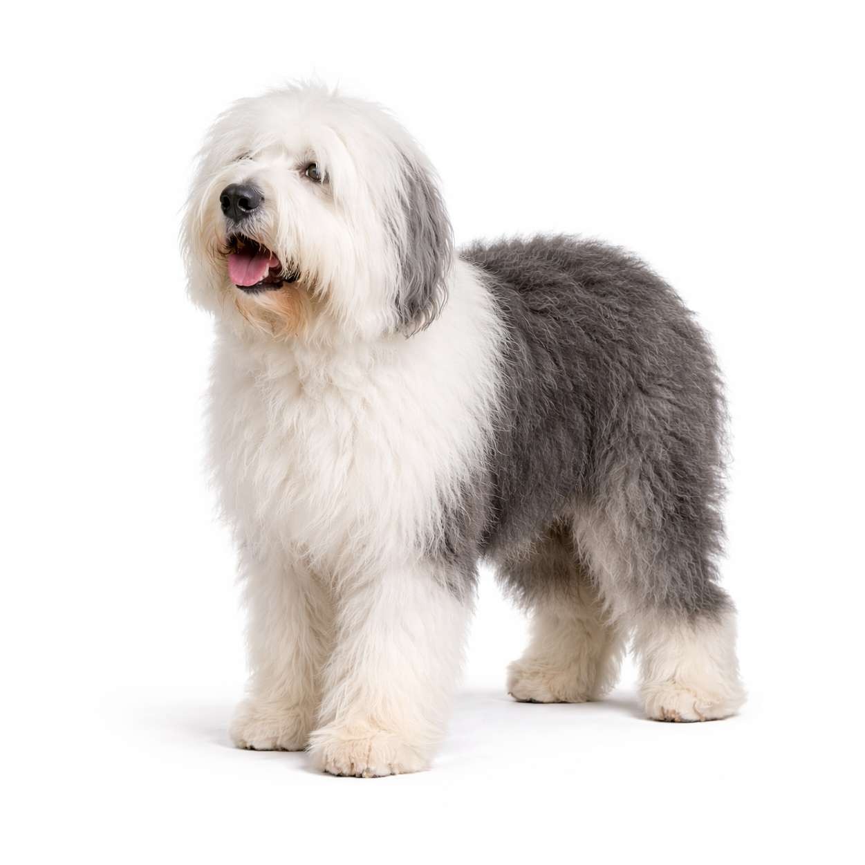 Bobtail