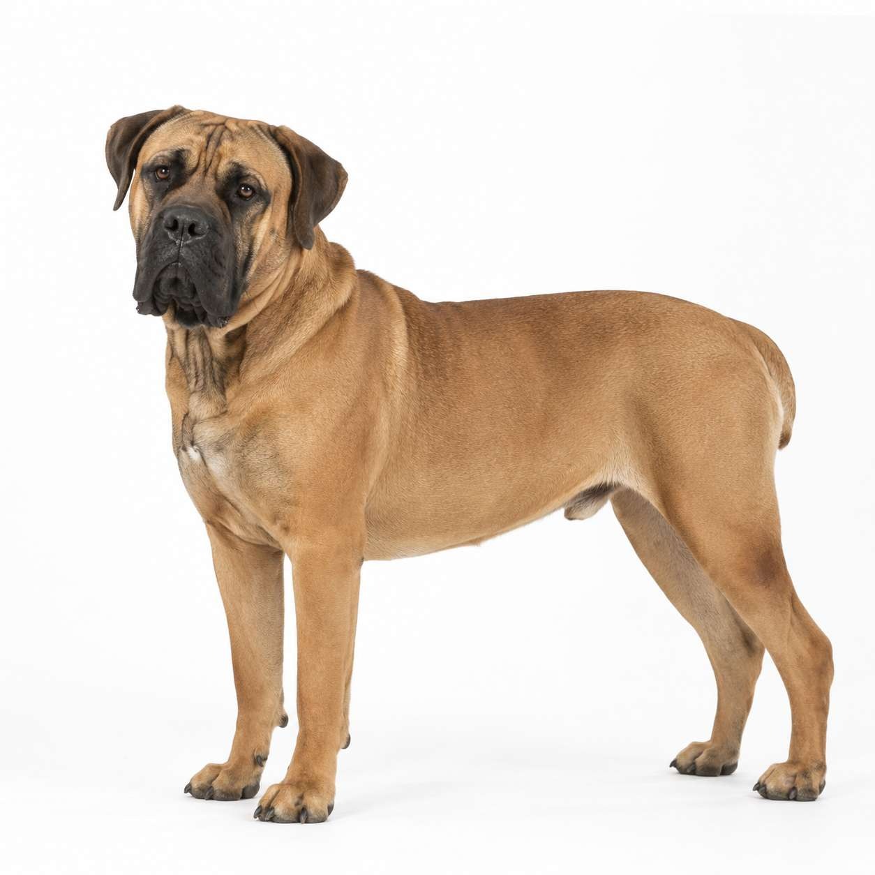 Boerboel