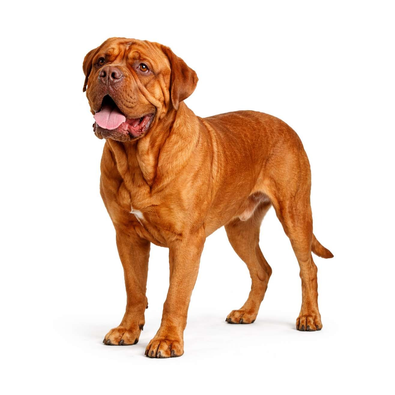Bordeauxdogge