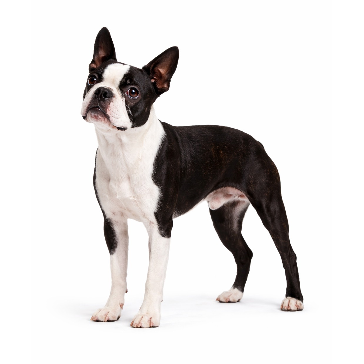 Boston Terrier