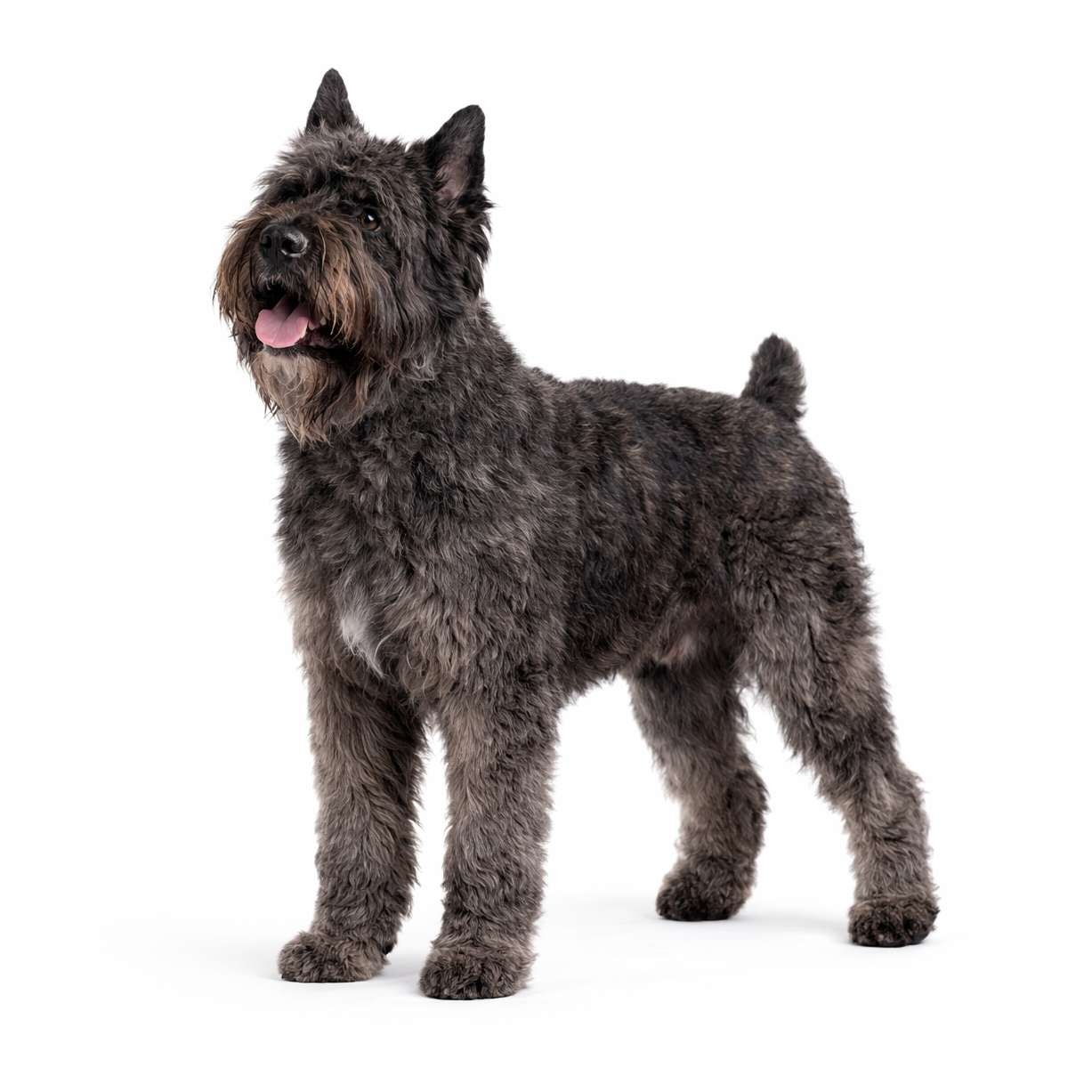 Bouvier des Flandres