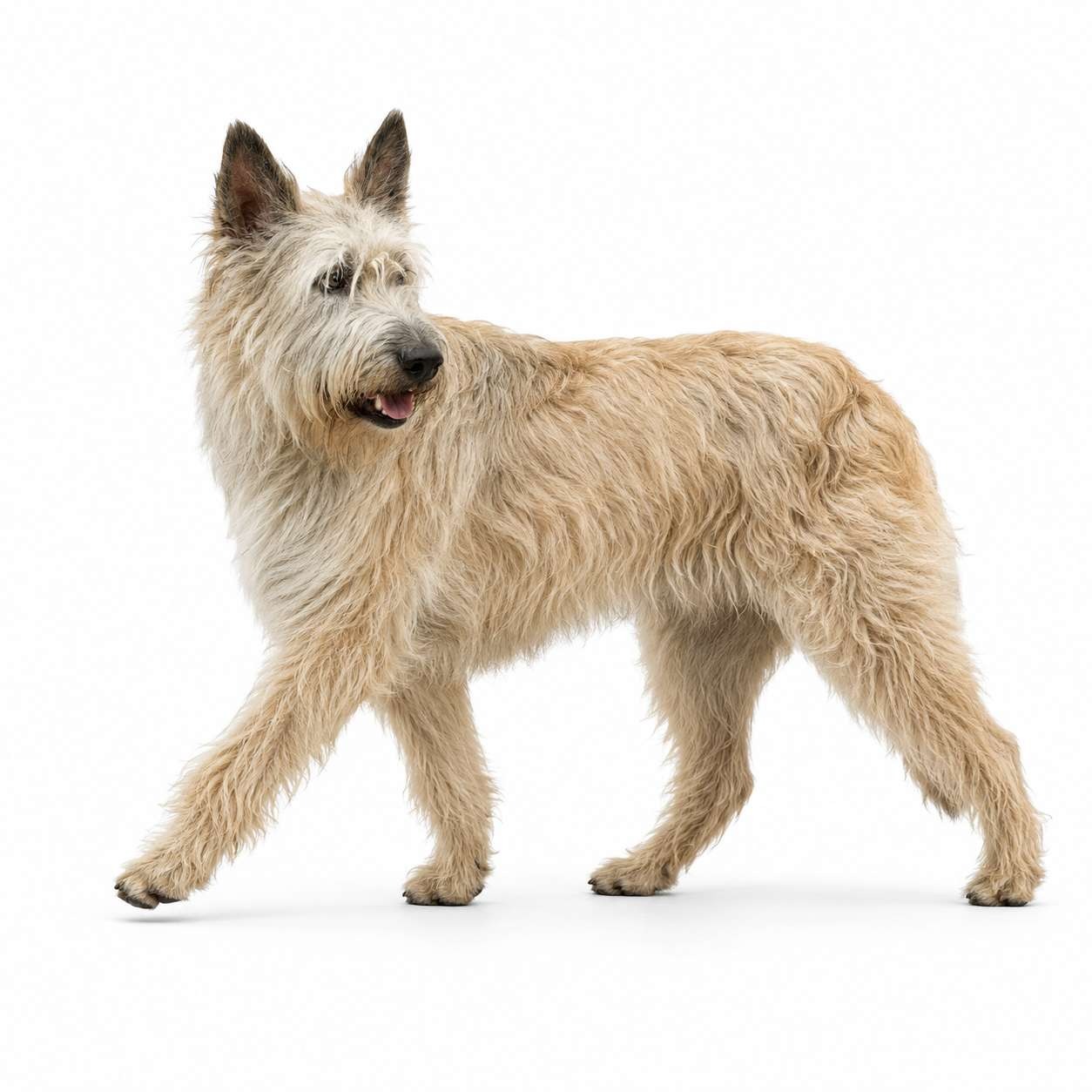 Bouvier des Ardennes