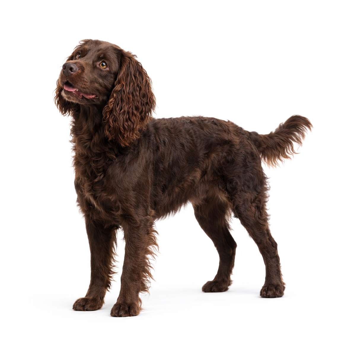 Boykin Spaniel