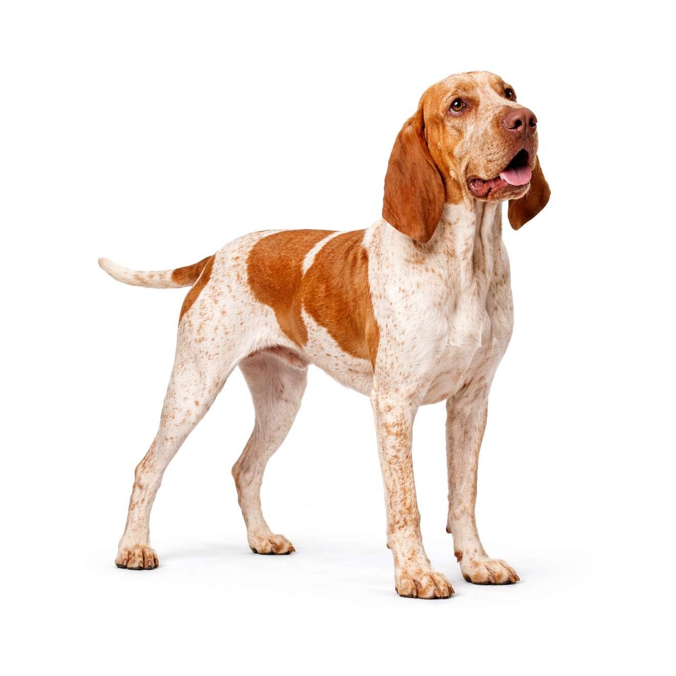 Bracco Italiano